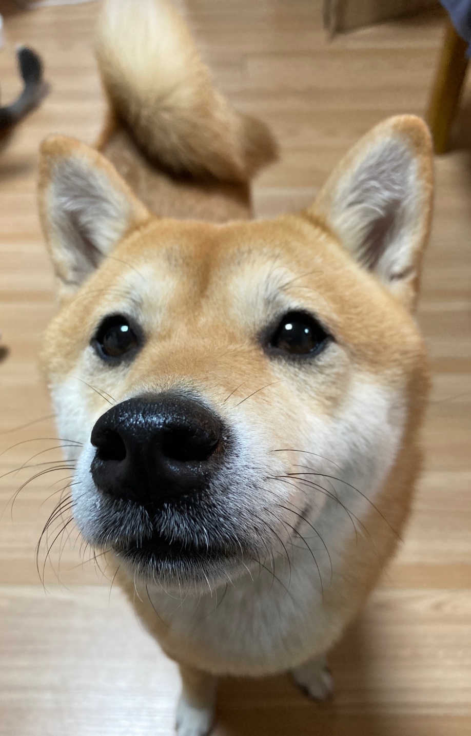 인천광역시수의사회_428351202500204
